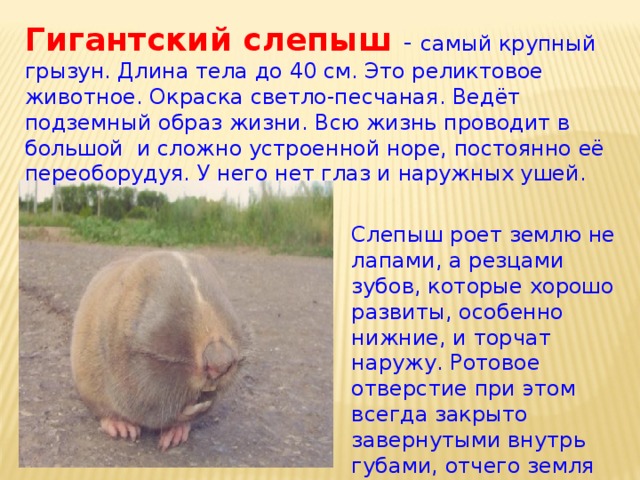 Гигантский слепыш  - самый крупный грызун. Длина тела до 40 см. Это реликтовое животное. Окраска светло-песчаная. Ведёт подземный образ жизни. Всю жизнь проводит в большой и сложно устроенной норе, постоянно её переоборудуя. У него нет глаз и наружных ушей. Слепыш роет землю не лапами, а резцами зубов, которые хорошо развиты, особенно нижние, и торчат наружу. Ротовое отверстие при этом всегда закрыто завернутыми внутрь губами, отчего земля не попадает в рот зверька. 