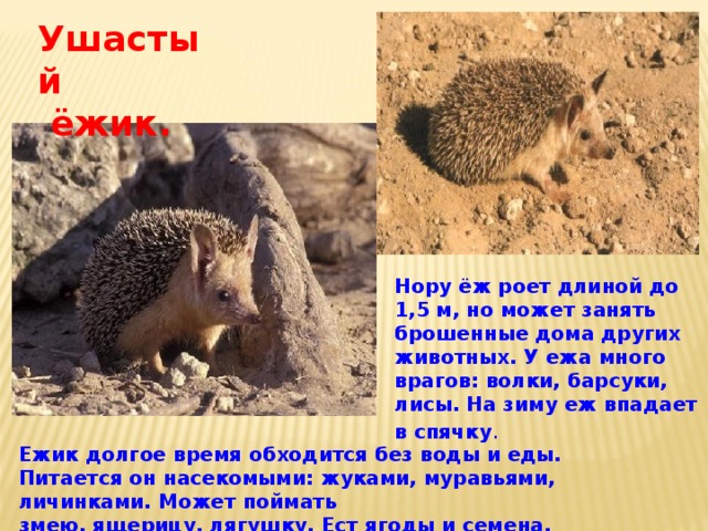 Ушастый  ёжик. Нору ёж роет длиной до 1,5 м, но может занять брошенные дома других животных. У ежа много врагов: волки, барсуки, лисы. На зиму еж впадает в спячку . Ежик долгое время обходится без воды и еды. Питается он насекомыми: жуками, муравьями, личинками. Может поймать змею, ящерицу, лягушку. Ест ягоды и семена. 