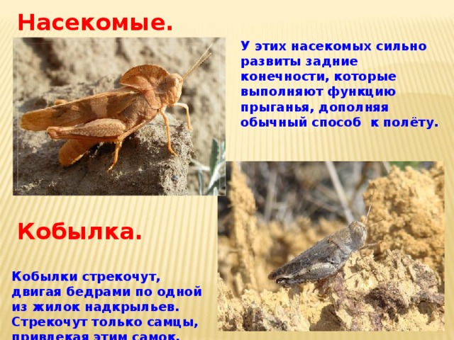Насекомые. . У этих насекомых сильно развиты задние конечности, которые выполняют функцию прыганья, дополняя обычный способ к полёту. Кобылка. Кобылки стрекочут, двигая бедрами по одной из жилок надкрыльев. Стрекочут только самцы, привлекая этим самок. 