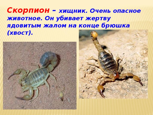 Скорпион – хищник. Очень опасное животное. Он убивает жертву ядовитым жалом на конце брюшка (хвост). 