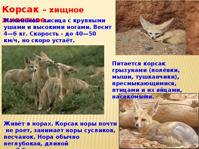 Корсак  – хищное животное. Маленькая лисица с крупными ушами и высокими ногами. Весит 4—6 кг. Скорость - до 40—50 км/ч, но скоро устаёт. Питается корсак грызунами (полёвки, мыши, тушканчики), пресмыкающимися, птицами и их яйцами, насекомыми. Живёт в норах. Корсак норы почти не роет, занимает норы сусликов, песчанок. Нора обычно неглубокая, длиной  до 2,5 м и с несколькими входами.  
