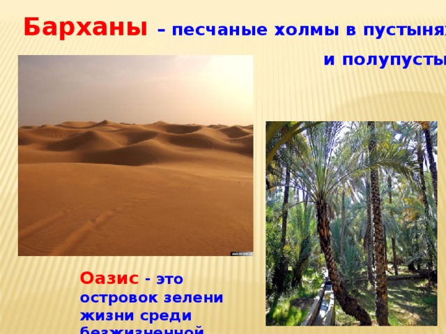 Барханы – песчаные холмы в пустынях   и полупустынях . Оазис  - это островок зелени жизни среди безжизненной пустыни. 