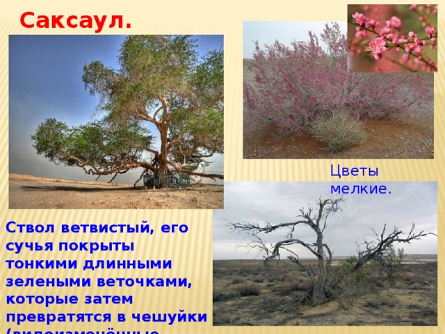 Саксаул. Цветы мелкие. Ствол ветвистый, его сучья покрыты тонкими длинными зелеными веточками, которые затем превратятся в чешуйки (видоизменённые листья). 