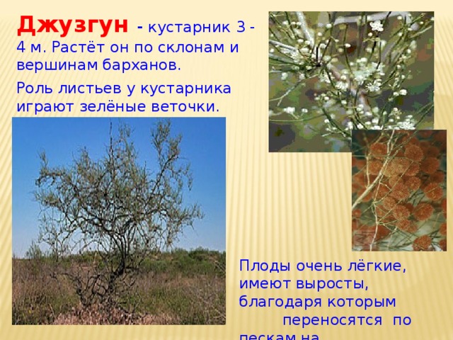 Джузгун - кустарник 3 - 4 м. Растёт он по склонам и вершинам барханов. Роль листьев у кустарника играют зелёные веточки. Плоды очень лёгкие, имеют выросты, благодаря которым переносятся по пескам на большие расстояния. 
