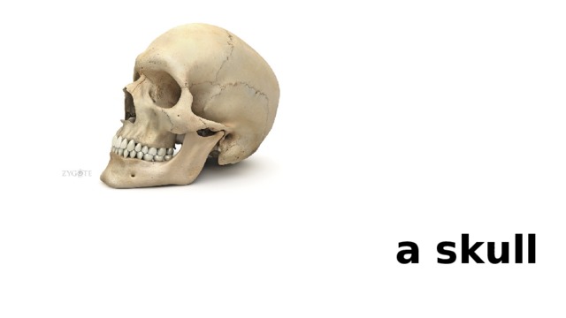 a skull 