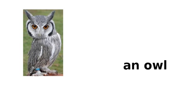 an owl 