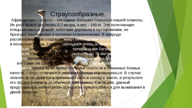 Страусообразные.  Африканские страусы – это самые большие пернатые нашей планеты. Их рост может достигать 2,7 метра, а вес - 160 кг. Эти нелетающие птицы питаются травой, побегами деревьев и кустарниками, не брезгуют насекомыми и мелкими позвоночными. В природе рассматриваемые создания живут небольшими группами – один самец и несколько самок. Страусы обладают очень острым зрением и отменным слухом. Они являются прекрасными бегунами. В случае опасности страус может развить скорость до 70 км/час. Кроме того, он является прекрасным бойцом, его двупалые лапы - серьезное оружие. Суд ите сами: на один сантиметр тела при ударе ногой этой птицы приходится сила в 50 кг. Кроме большой скорости и отменных боевых качеств, страус отличается умением хорошо маскироваться. В случае опасности он ложится и прижимает шею и голову к земле, в результате его трудно отличить от обычного кустарника. Как видим, данный представитель «нелетунов» прекрасно приспособился для выживания в дикой природе. 