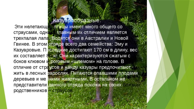 Казуарообразные.  Эти нелетающие птицы имеют много общего со страусами, однако главным их отличием является трехпалая лапа. Водятся они в Австралии и Новой Гвинее. В этом отряде всего два семейства: Эму и Казуаровые. П оследние достигают 170 см в длину, вес их составляет 80 кг. Они характеризуются сжатым с боков клювом и роговым «шлемом» на голове. В отличие от стра усов и нанду казуары предпочитают жить в лесных зарослях. Питаются опавшими плодами деревьев и ме лкими животными. В остальном же представители данного отряда похожи на своих близких родственников – страусов. 