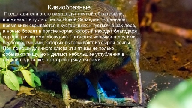 Кивиобразные.  Представители этого вида ведут ночной образ жизни, проживают в густых лесах Новой Зеландии. В дневное время киви скрываются в кустарниках и густых чащах леса, а ночью бродят в поиске корма, который находят благодаря хорошо развитому обонянию. Питаются червями и другими беспозвоночными, которых вытаскивают из сырой почвы. При помощи длинного клюва эти птицы не только добывают пищу, но и делают небольшие углубления в лесной подстилке, в которой прячутся сами. 