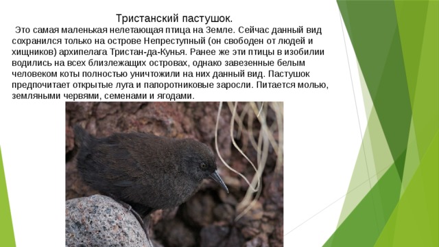 Тристанский пастушок.  Это самая маленькая нелетающая птица на Земле. Сейчас данный вид сохранился только на острове Непреступный (он свободен от людей и хищников) архипелага Тристан-да-Кунья. Ранее же эти птицы в изобилии водились на всех близлежащих островах, однако завезенные белым человеком коты полностью уничтожили на них данный вид. Пастушок предпочитает открытые луга и папоротниковые заросли. Питается молью, земляными червями, семенами и ягодами. 