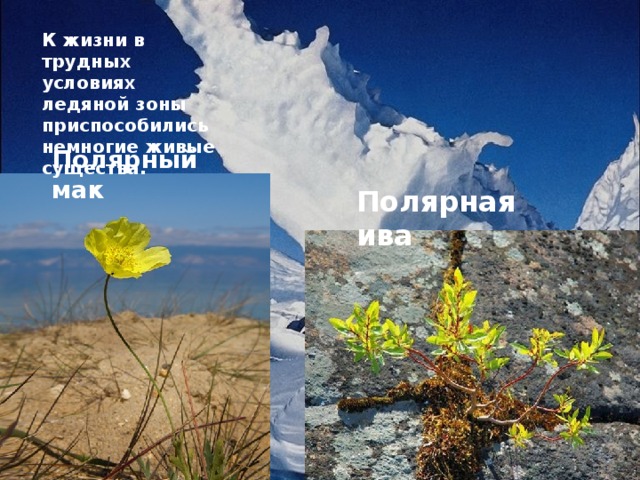 К жизни в трудных условиях ледяной зоны приспособились немногие живые существа. Полярный мак Полярная ива 