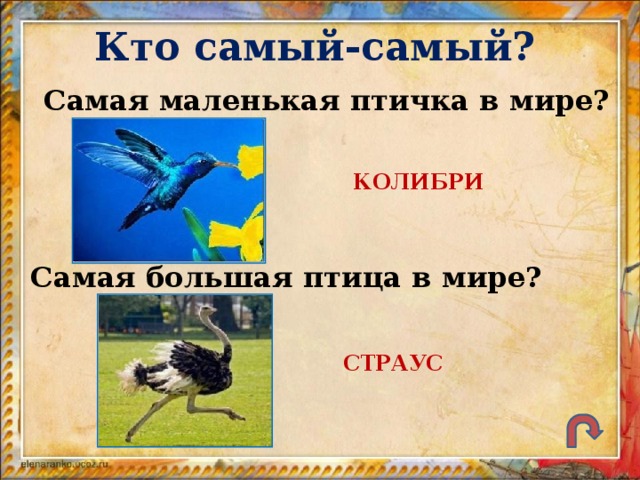 Кто самый-самый? Самая маленькая птичка в мире? КОЛИБРИ Самая большая птица в мире? СТРАУС