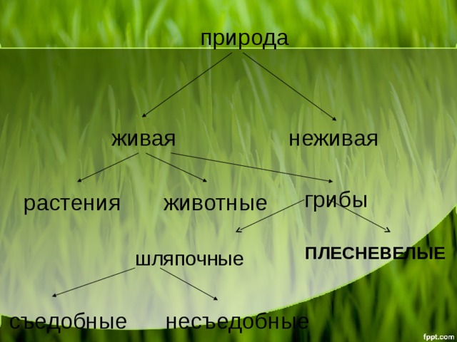 природа живая неживая грибы животные растения ПЛЕСНЕВЕЛЫЕ шляпочные съедобные несъедобные  