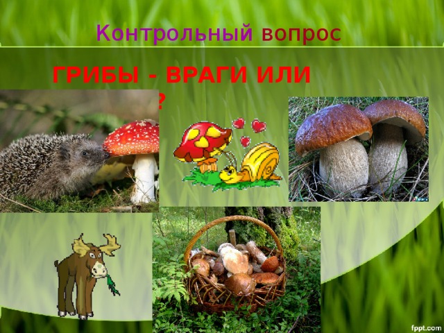 Контрольный вопрос ГРИБЫ - ВРАГИ ИЛИ ДРУЗЬЯ?  