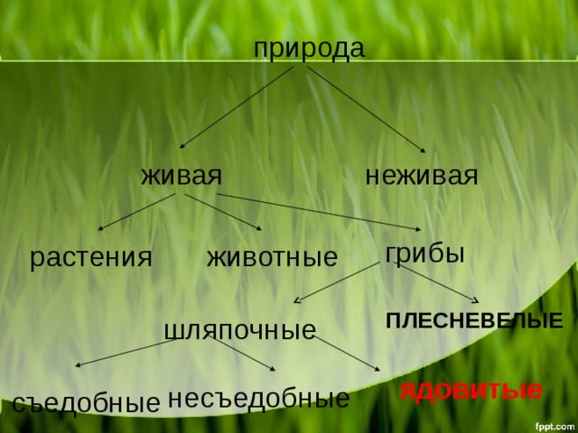 природа неживая живая грибы животные растения ПЛЕСНЕВЕЛЫЕ шляпочные ядовитые несъедобные съедобные  