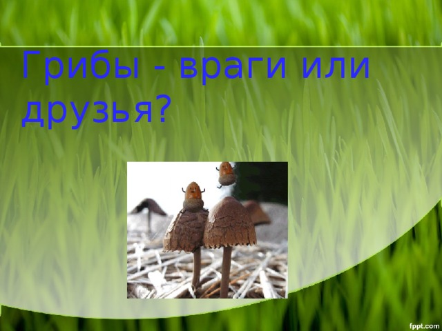 Грибы - враги или друзья? 