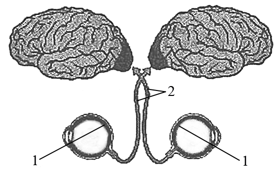 Укажите какие отделы зрительного анализатора отмечены на рисунке цифрами 1 и 2 на