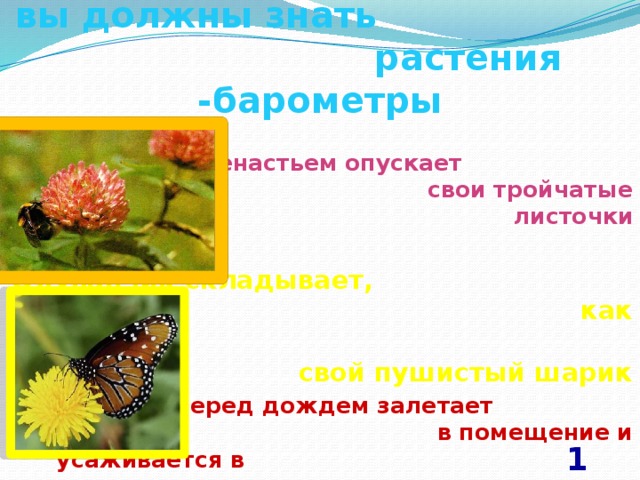 Отправляясь в экспедицию вы должны знать растения -барометры Клевер перед ненастьем опускает свои тройчатые листочки Одуванчик складывает, как зонтик, свой пушистый шарик Крапивница перед дождем залетает в помещение и усаживается в темном месте 10 