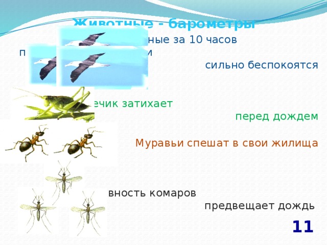 Животные - барометры  Чайки речные за 10 часов предчувствуют буран и сильно беспокоятся Зеленый кузнечик затихает перед дождем Муравьи спешат в свои жилища Лютая агрессивность комаров предвещает дождь 11 