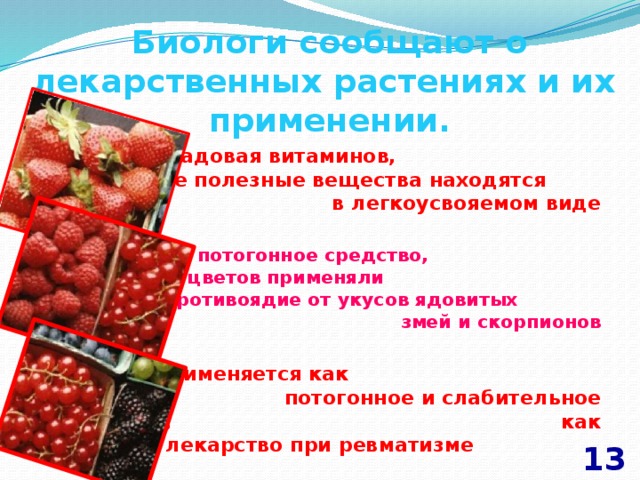  Биологи сообщают о лекарственных растениях и их применении.   Земляника кладовая витаминов, все полезные вещества находятся в легкоусвояемом виде  Малина-лучшее потогонное средство, настойку из цветов применяли как противоядие от укусов ядовитых змей и скорпионов  Смородина применяется как потогонное и слабительное средство, как лекарство при ревматизме  13 