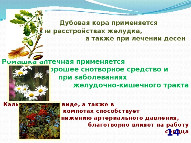  Дубовая кора применяется при расстройствах желудка, а также при лечении десен Ромашка аптечная применяется как хорошее снотворное средство и при заболеваниях желудочно-кишечного тракта  Калина в свежем виде, а также в киселях и компотах способствует понижению артериального давления, благотворно влияет на работу сердца 14 