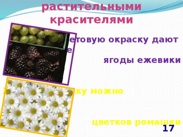 Знакомьтесь с натуральными растительными красителями Фиолетовую окраску дают  высушенные ягоды ежевики   Желтую окраску можно получить из цветков ромашки       17 