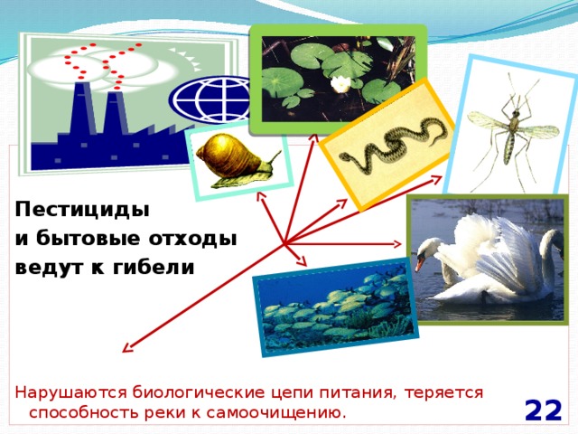 Пестициды и бытовые отходы ведут к гибели  Нарушаются биологические цепи питания, теряется способность реки к самоочищению. 22 