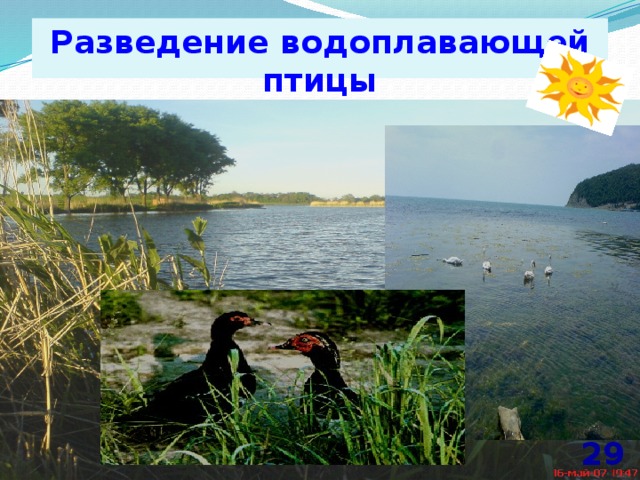 Разведение водоплавающей птицы 29  