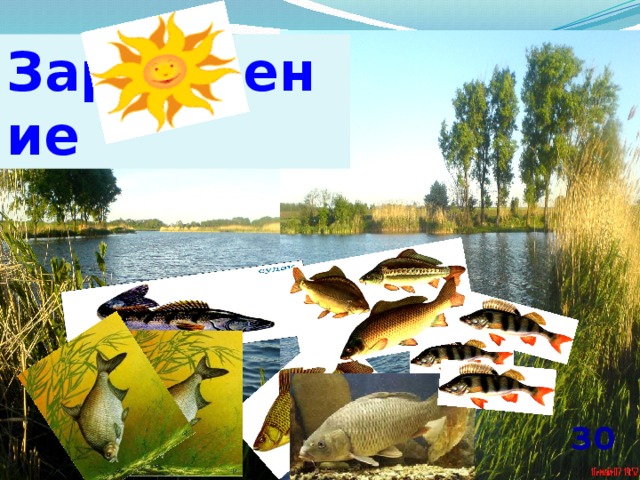 Зарыбление 30  