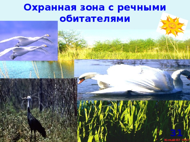 Охранная зона с речными обитателями 31 