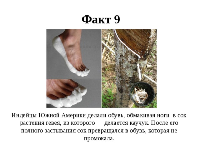 Факт 9 Индейцы Южной Америки делали обувь, обмакивая ноги  в сок растения гевея, из которого      делается каучук. После его полного застывания сок превращался в обувь, которая не промокала. 