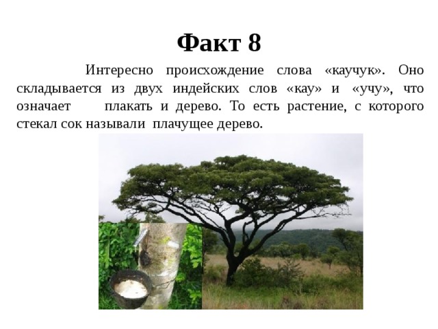 Факт 8  Интересно происхождение слова «каучук». Оно складывается из двух индейских слов «кау» и  «учу», что означает      плакать и дерево. То есть растение, с которого стекал сок называли  плачущее дерево. 