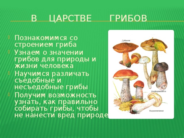 В ЦАРСТВЕ ГРИБОВ Познакомимся со строением гриба Узнаем о значении грибов для природы и жизни человека Научимся различать съедобные и несъедобные грибы Получим возможность узнать, как правильно собирать грибы, чтобы не нанести вред природе 