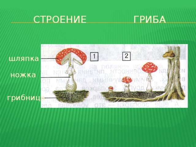 Строение гриба шляпка ножка грибница 