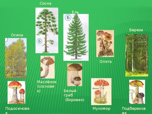 Сосна Ель Береза Осина Опята Маслёнок (сосновик) Белый гриб (боровик) Подберезовик Подосиновик Мухомор 