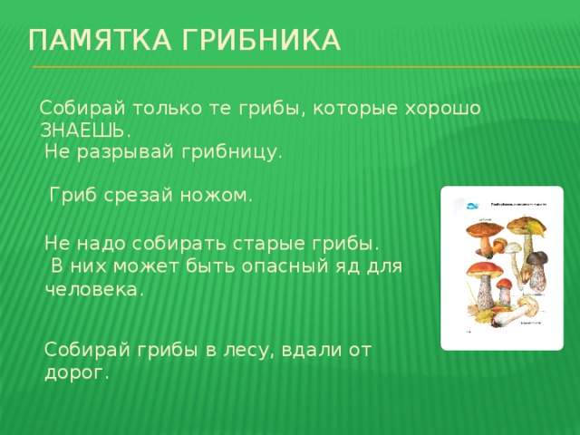 ПАМЯтка грибника Собирай только те грибы, которые хорошо ЗНАЕШЬ. Не разрывай грибницу. Гриб срезай ножом. Не надо собирать старые грибы.  В них может быть опасный яд для человека. Собирай грибы в лесу, вдали от дорог. 