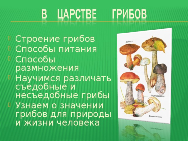 Строение грибов Способы питания Способы размножения Научимся различать съедобные и несъедобные грибы Узнаем о значении грибов для природы и жизни человека 