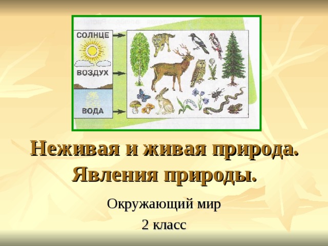 Неживая и живая природа.  Явления природы. 