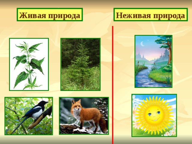 Живая природа Неживая природа 