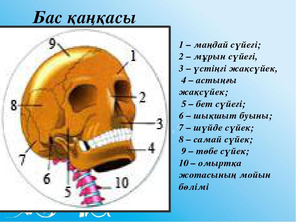 Орта атлант жотасының су бетіне шыққан бөлігі. Бас сүйектері анатомия. Бас сүйек ми. Анатомиялык бас суйеги. Бас бет сүйектері.