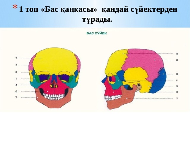 1 топ «Бас қаңқасы» қандай сүйектерден тұрады.   