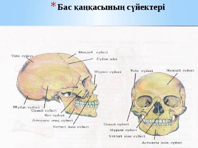 Бас қаңқасының сүйектері 