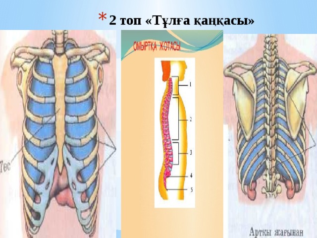 2 топ «Тұлға қаңқасы»   