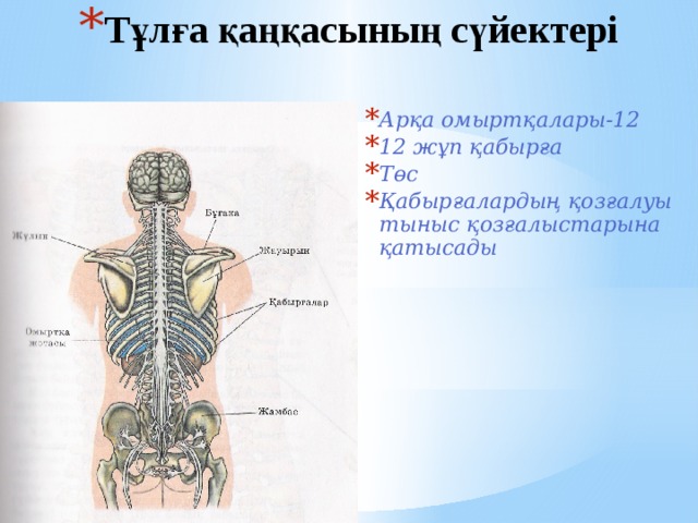 Тұлға қаңқасының сүйектері Арқа омыртқалары-12 12 жұп қабырға Төс Қабырғалардың қозғалуы тыныс қозғалыстарына қатысады  