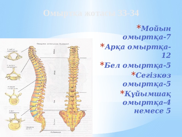 Омыртқа жотасы 33-34 Мойын омыртқа-7 Арқа омыртқа-12 Бел омыртқа-5 Сегізкөз омыртқа-5 Құйымшақ омыртқа-4 немесе 5   