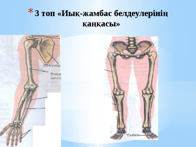 3 топ «Иық-жамбас белдеулерінің қаңқасы»   