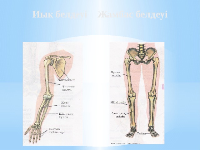 Иық белдеуі Жамбас белдеуі 