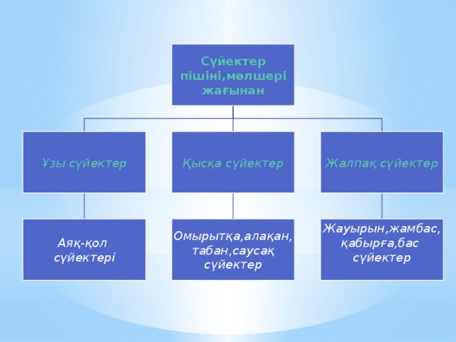 Сүйектер пішіні,мөлшері жағынан Жалпақ сүйектер Ұзы сүйектер Қысқа сүйектер Жауырын,жамбас, Аяқ-қол Омырытқа,алақан, табан,саусақ сүйектері қабырға,бас сүйектер сүйектер  