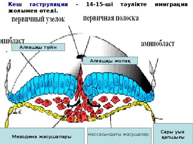 Кеш гаструляция - 14-15-ші тәулікте имиграция жолымен өтеді. Алғашқы түйін Алғашқы жолақ Сары уыз қапшығы Мезодема жасушалары массасындағы жасушалар  