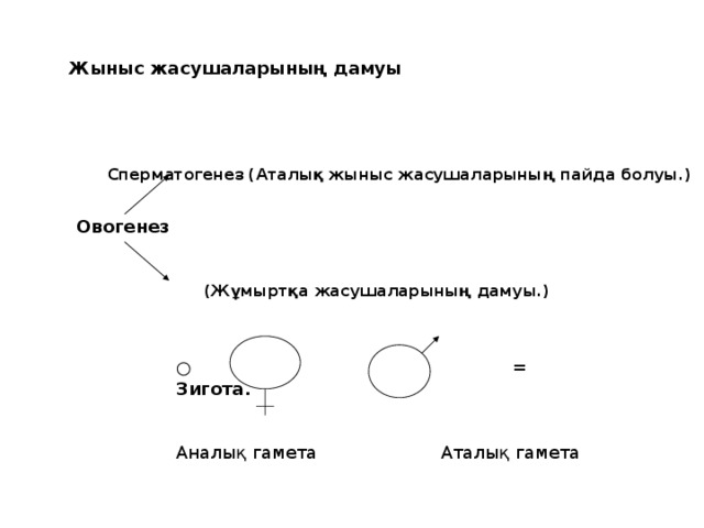 Жыныс жасушаларының дамуы Сперматогенез (Аталық жыныс жасушаларының пайда болуы.)   Овогенез    (Жұмыртқа жасушаларының дамуы.)  ○ +  = Зигота.  Аналық гамета Аталық гамета 